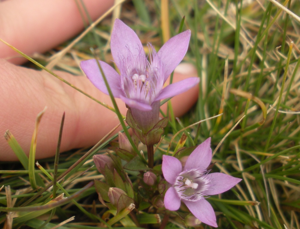 Gentianella nana - Gentianella germanica